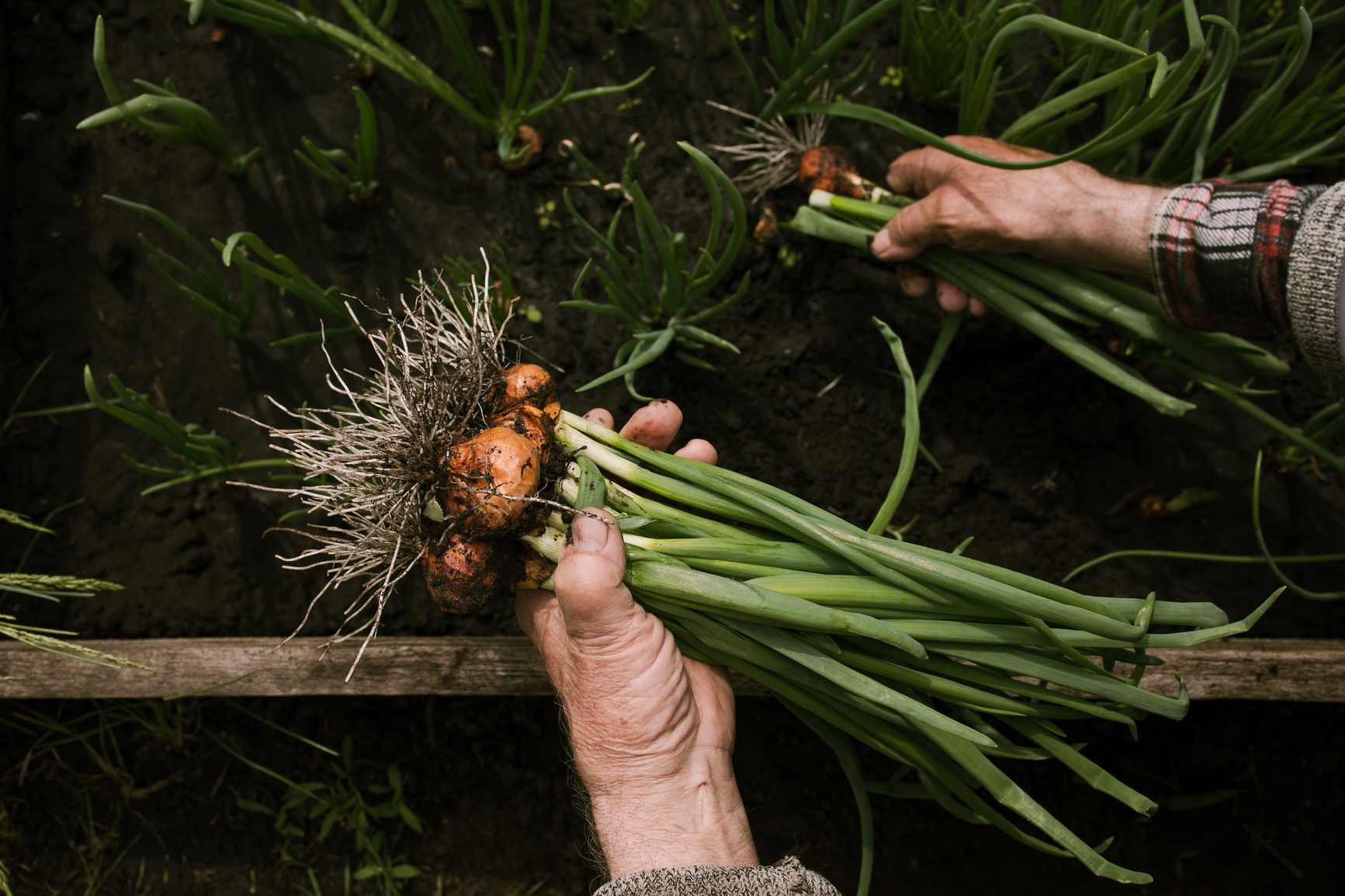 Onion Juice For Hair Growth